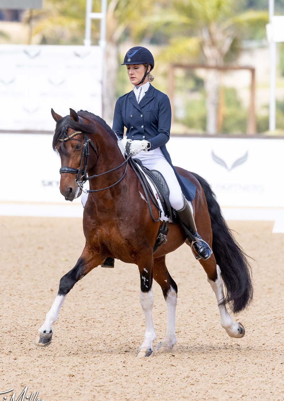 Georgian Grande Horse performing in Dressage